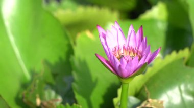 Arı ile güzel bir mor nilüfer