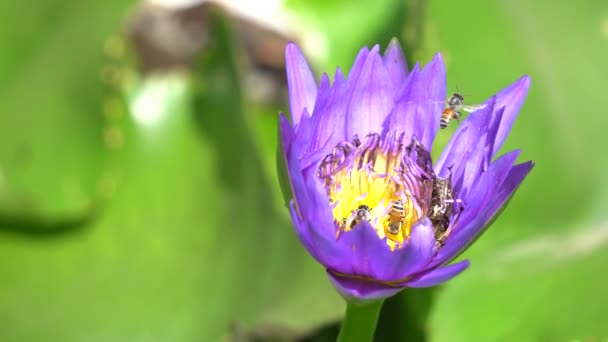 Beautiful waterlily and bee — Stock Video