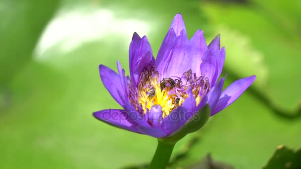Lindo waterlily e abelha — Vídeo de Stock