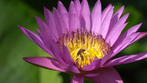 Lilia wodna piękne i pszczoła — Wideo stockowe