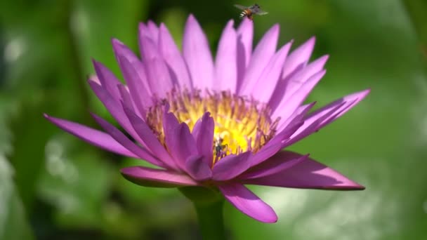 Hermosa nenúfar y abeja — Vídeo de stock