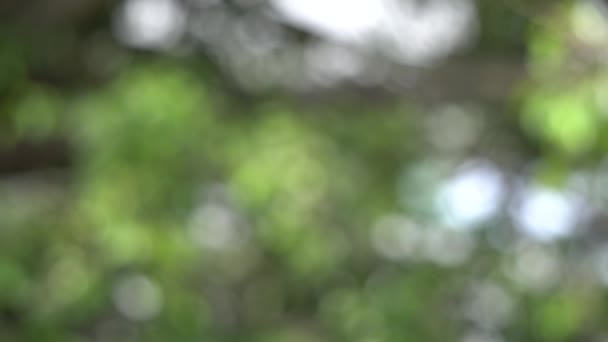 Fond Bokeh au soleil 