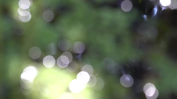 Bokeh sotto il sole — Video Stock