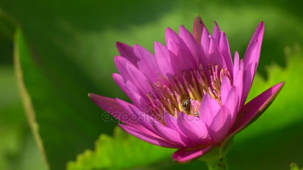 Waterlily and insect — Stock Video