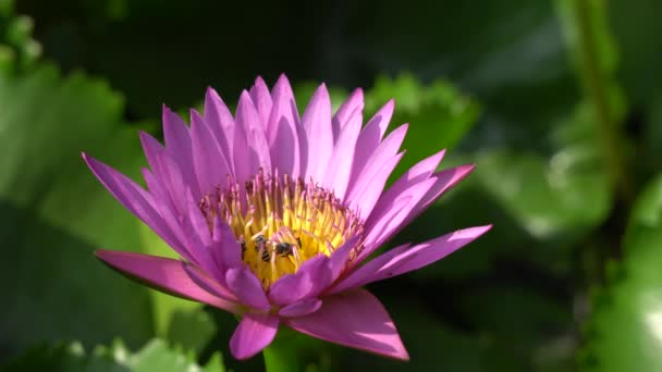 Beautiful flower with bee — Stock Video