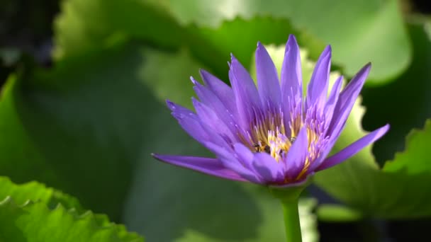 Seerose und Insekt — Stockvideo