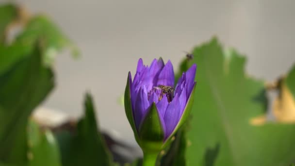 Waterlily en insecten — Stockvideo