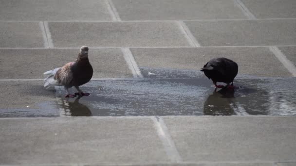 Pigeon bird in yard — Stock Video