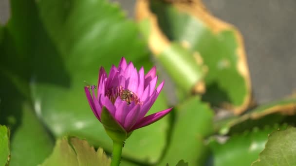 Vacker blomma med bee — Stockvideo