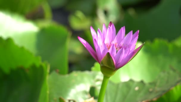 Waterlily and bee — Stock Video