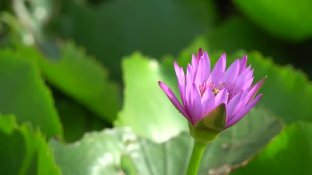 Een mooie paarse waterlily met bee — Stockvideo