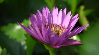 Arı ile güzel bir mor nilüfer
