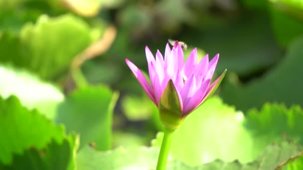 Un beau nénuphar violet avec abeille — Video