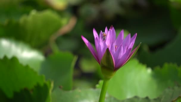 Een mooie paarse waterlily met bee — Stockvideo