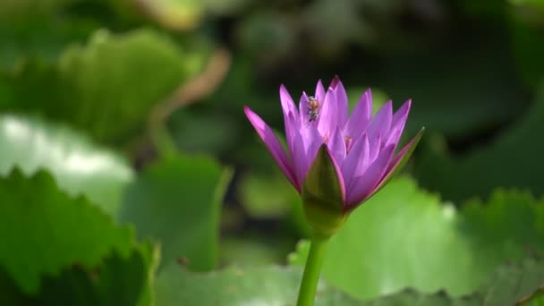 Un beau nénuphar violet avec abeille — Video