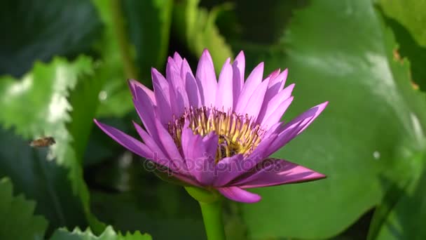 Un hermoso nenúfar morado con abeja — Vídeos de Stock