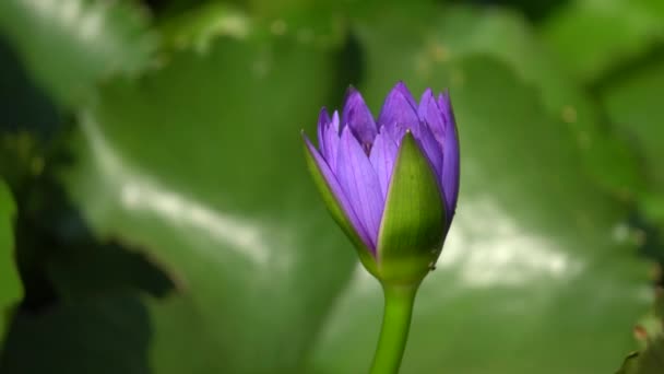A beautiful purple waterlily with bee — Stock Video