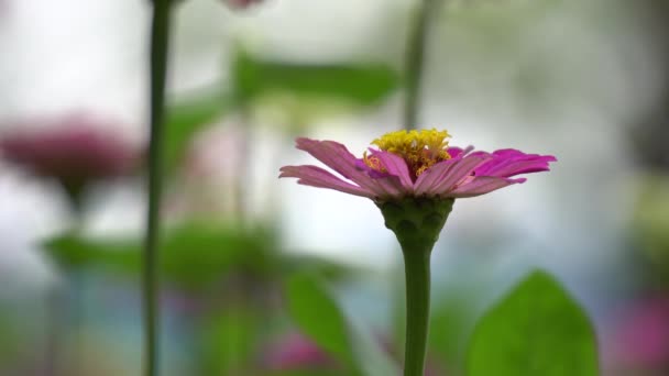 Vackra zinnia blomma — Stockvideo