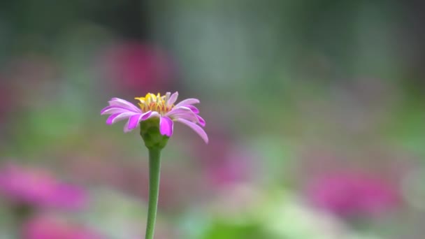 Schöne Zinnia-Blume — Stockvideo