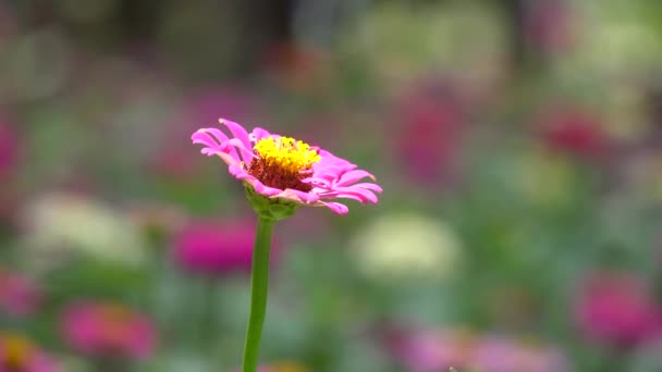 Vackra zinnia blomma — Stockvideo