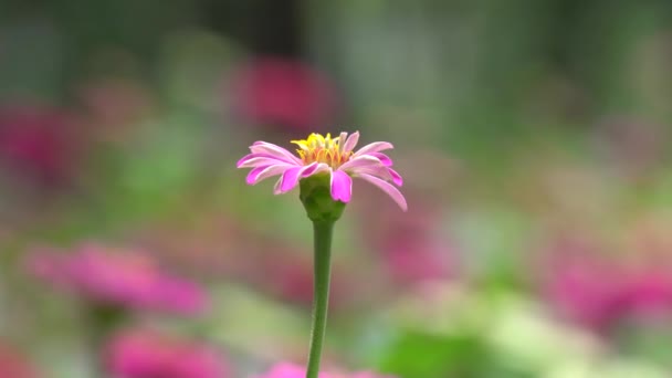 Vackra zinnia blomma — Stockvideo