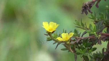 Güzel Portulaca çiçek