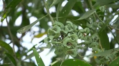 Akasya auriculiformis Cunn