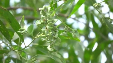 Akasya auriculiformis Cunn