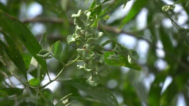 Akasya auriculiformis Cunn