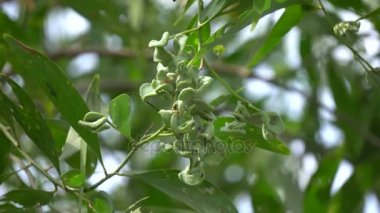 Akasya auriculiformis Cunn