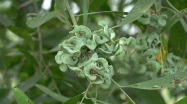 Akasya auriculiformis Cunn