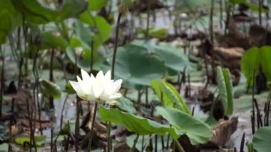 Beyaz lotus çiçeği 