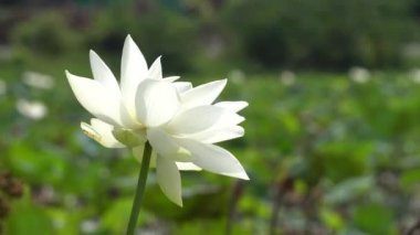 Beyaz lotus çiçeği 