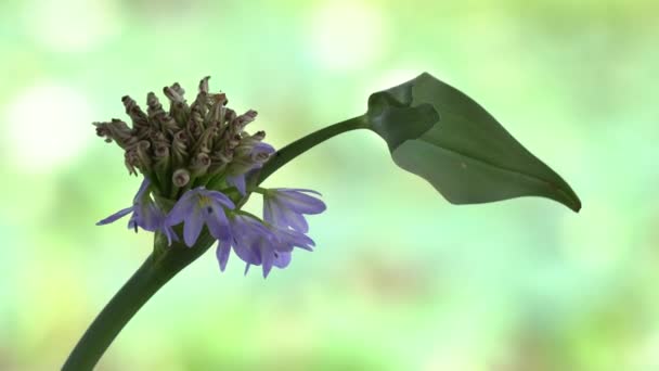 Eichhornia crassipes-blüte — Stockvideo