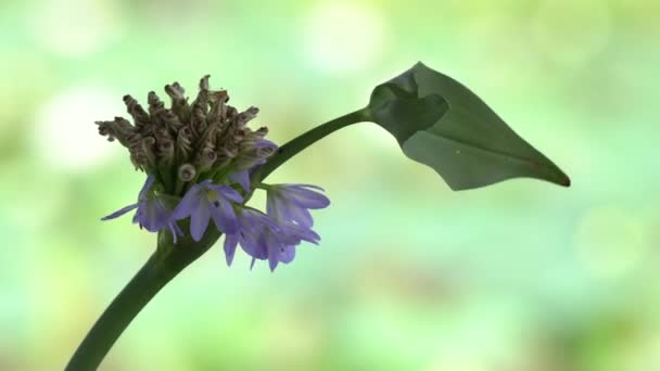 Eichhornia crassipes flor — Vídeos de Stock