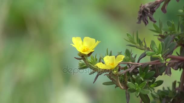 Güzel Portulaca çiçek — Stok video