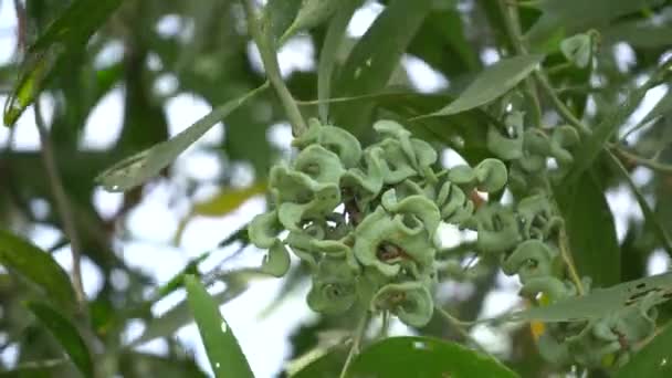 Acacia auriculiformis Cunn — Video Stock