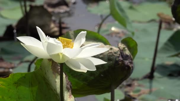 Champ de fleurs tôt le matin — Video