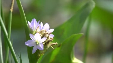 Eichhornia crassipes çiçek