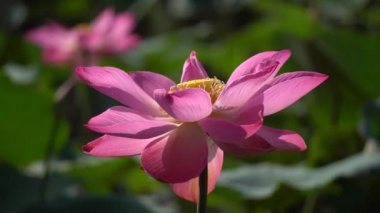 pembe nilüfer çiçeği