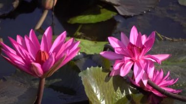 Nilüfer veya lotus çiçeği
