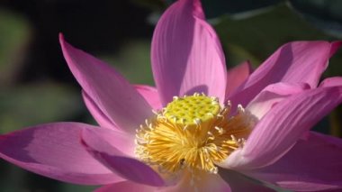 pembe nilüfer çiçeği