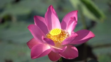 pembe nilüfer çiçeği