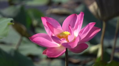 pembe nilüfer çiçeği