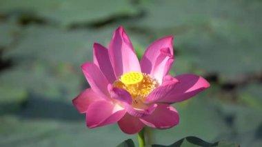 pembe nilüfer çiçeği