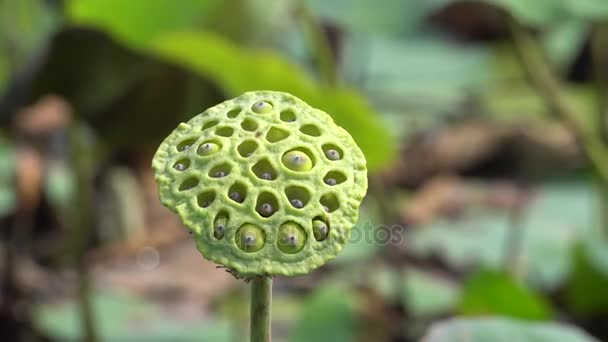 The lotus seed — Stock Video