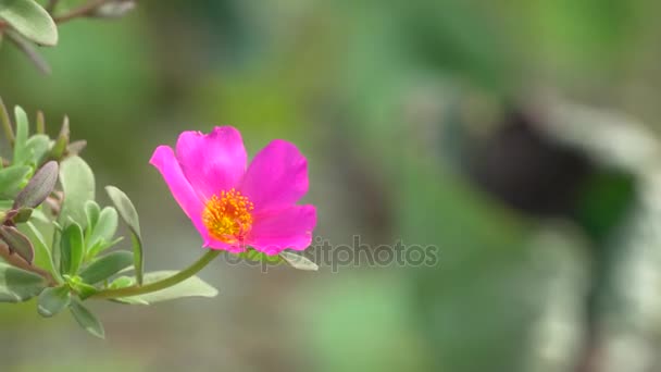 Pink portulaca flower — Stock Video