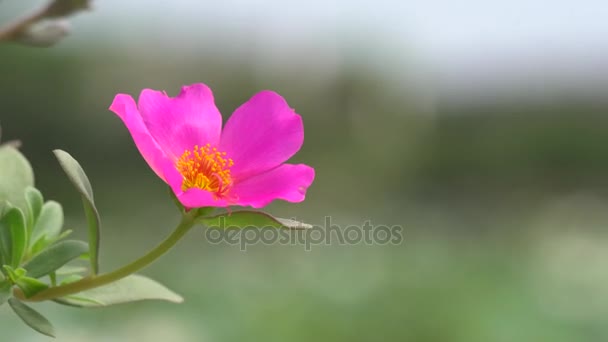 Rosa portulaca blomma — Stockvideo