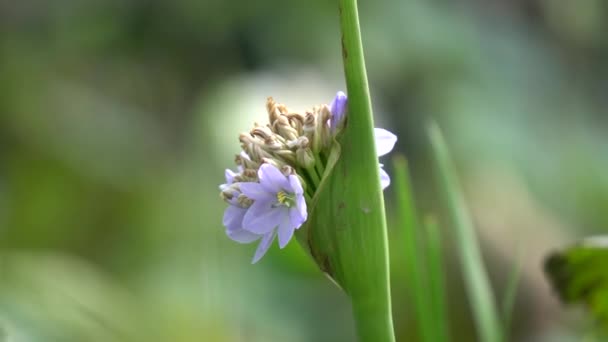 Eichhornia crassipes-blüte — Stockvideo