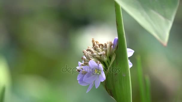 Eichhornia crassipes-blüte — Stockvideo